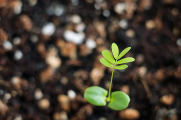 Mimosa pudica or sleepy plants. Mimosa shy, bashful or shrinking plants. Princess flower. Plant growth on the soil.