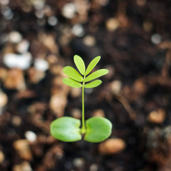 Mimosa pudica or sleepy plants. Mimosa shy, bashful or shrinking plants. Princess flower. Plant growth on the soil.