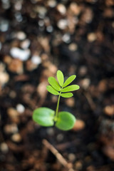 Mimosa pudica or sleepy plants. Mimosa shy, bashful or shrinking plants. Princess flower. Plant growth on the soil.