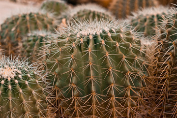 Naklejka na ściany i meble natural background with cactus texture, a plant with thorns