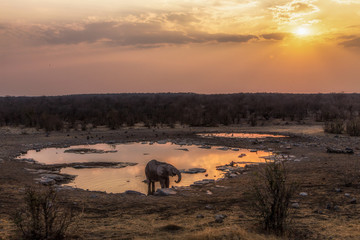 Fototapeta na wymiar an elephant quenching its thirst at the Okaukuejo waterhole in Namibia's Etosha National Park.