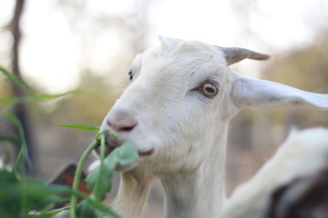 Goat mother and dinner