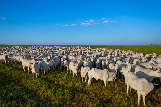 Gado Nelore, rebanho de bois da ra&ccedil;a Nelore no pasto, boiada grande, 500 cabe&ccedil;as de novilhos