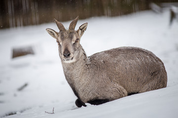 Common goat portrait in winter