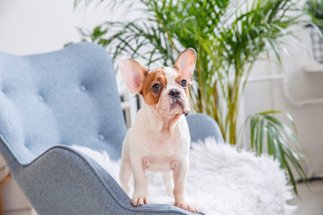 French bulldog puppy stands looking at the camera, Studio