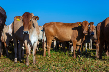 matrizes Nelore e bezerros da ra&ccedil;a Bonsmara