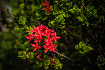 Beautiful Red spike flower. King Ixora blooming (Ixora chinensis). Rubiaceae flower in the garden.