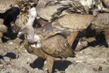 buitre leonado
