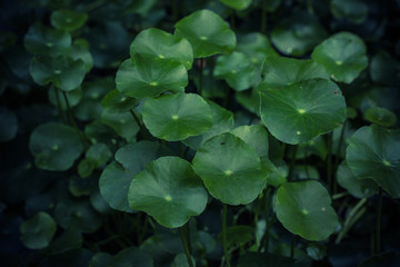 large green leaves, flowerbed with flower in the park, natural background