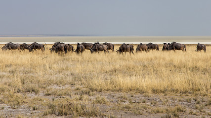 A herd of wildebeest crosses the savannah with Etosha's pan in the background, Namibia.