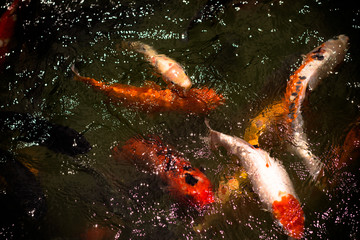 carps swim in the pond, beautiful ornamental fish in thailand park
