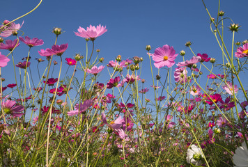 pink cosmos flower