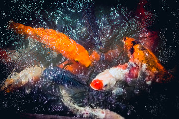carps swim in the pond, beautiful ornamental fish in thailand park