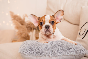 French bulldog puppy sitting on the couch, looking at the camera, Studio