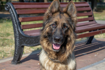 German shepherd, portrait of a german shepherd on a hot summer day