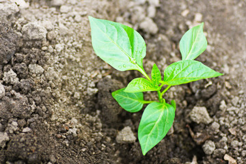 Pepper sprout.