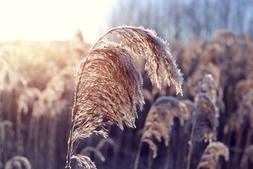 Beautiful winter landscape with dry grass on a swamp.