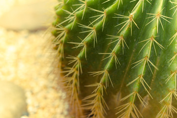natural background with cactus texture, a plant with thorns