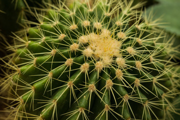 natural background with cactus texture, a plant with thorns