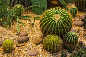 prickly plant that grows in the desert, cacti of different sizes