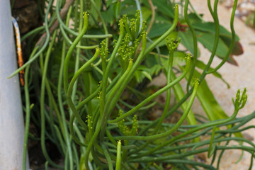 natural background, a plant growing in deserts and steppes, in a botanical garden