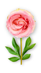 Offbeat rose flower. Composition of pink rose with peony leaves. Art object on a white background.