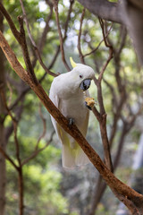 parrot on a branch