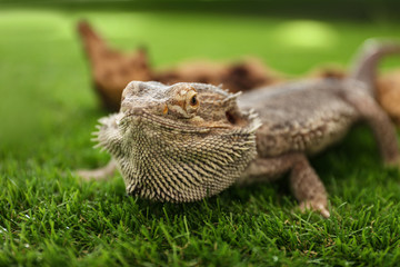 Bearded lizard (Pogona barbata) on green grass, closeup. Exotic pet
