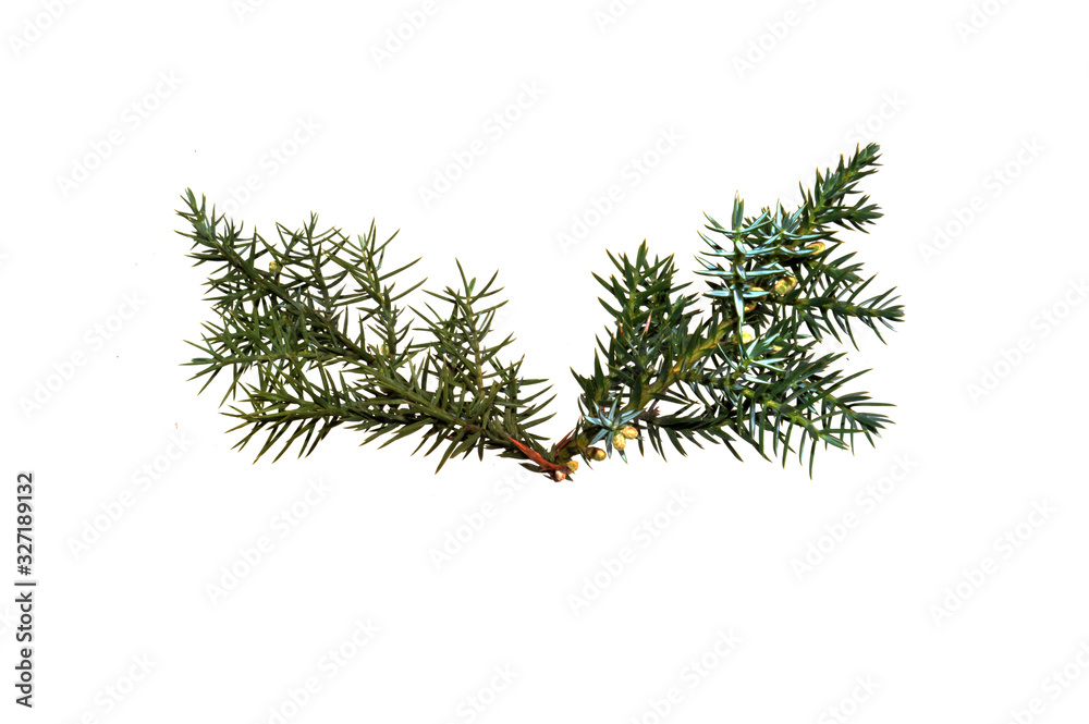 Wall mural green branch isolated on white background