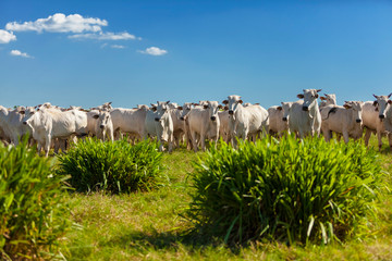 Gado no pasto com céu azul, raça Nelore, gado selecionado © Erich Sacco