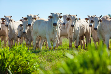 Rebanho de gado Nelore no pasto, raça Nelore, animais olhando para camera, Mato Grosso do Sul, Brasil, pecuária brasileira, agronegócio