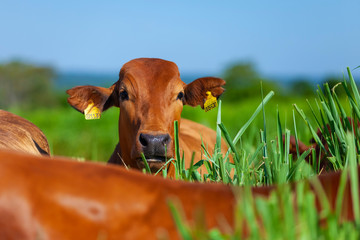 Vaca no pasto, raça Bonsmara