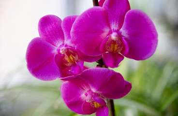 Naklejka na ściany i meble Beautiful phalaenopsis orchid closeup