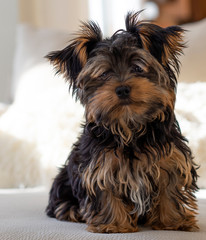 yorkshire terrier on black background