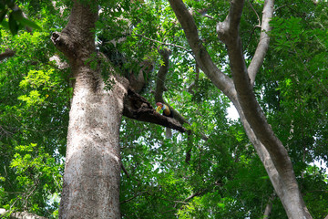 Knobbed Hornbill male