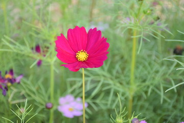 Fototapeta premium Cosmos flowers with natural background