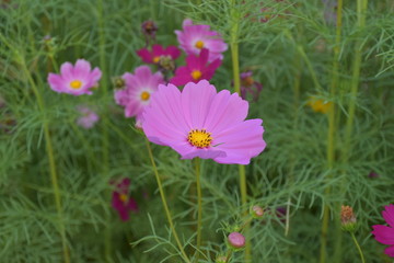 Obraz premium Cosmos flowers with natural background