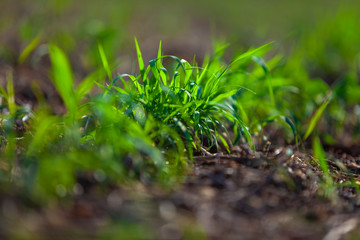textura de vegetação do campo