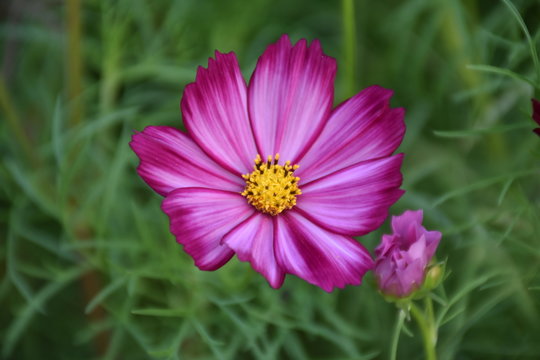 Cosmos flowers with natural background