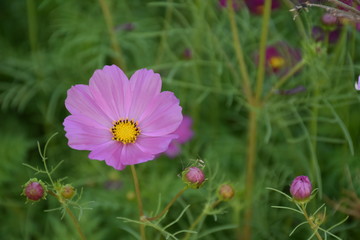 Fototapeta premium Cosmos flowers with natural background