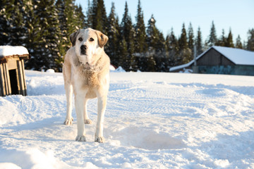 Cute dog outdoors on snowy winter day. Funny pet