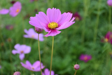 Cosmos flowers with natural background