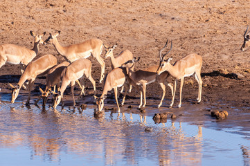 A group of Impalas -Aepyceros melampus- drinking from a waterhole in Etosha National Park, Namibia.