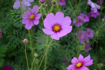Obraz premium Cosmos flowers with natural background
