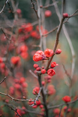 red berries on a tree