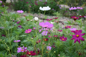Cosmos flowers with natural background