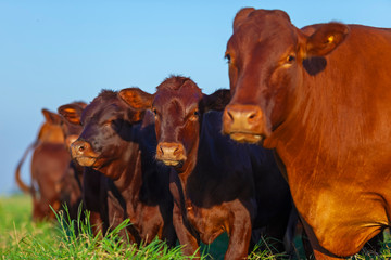 vacas e seus filhotes da raça Bonsmara no pasto