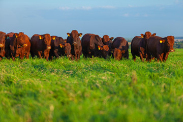 Gado da raça Bonsmara no pasto