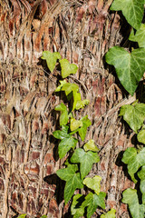 bark of a tree
