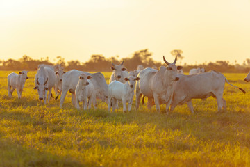vacas e bezerros da raça Nelore no pasto no por do sol, Mato Grosso do Sul, MS, Brasil © Erich Sacco